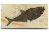 Beautiful Fossil Fish (Diplomystus) - Wall Mount #300104-1